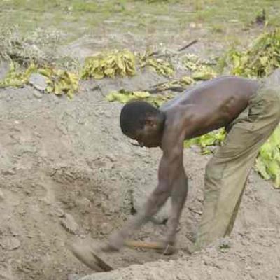 Homme dans un champ de manioc
